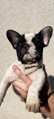 Les chiots de Bouledogue français
