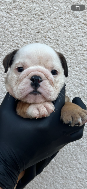 Bulldog Anglais - British Bulls Of Provins