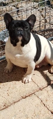 Bouledogue français - British Bulls Of Provins