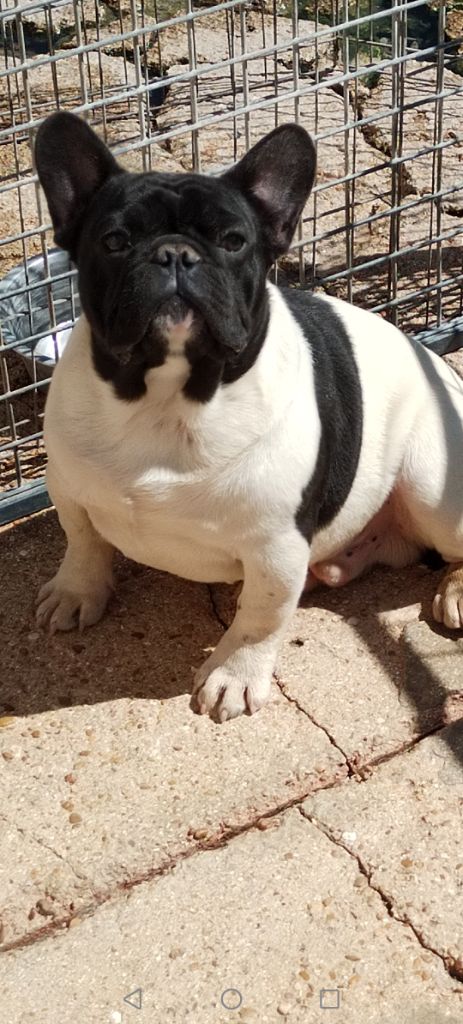 CHIOT 2 - Bouledogue français