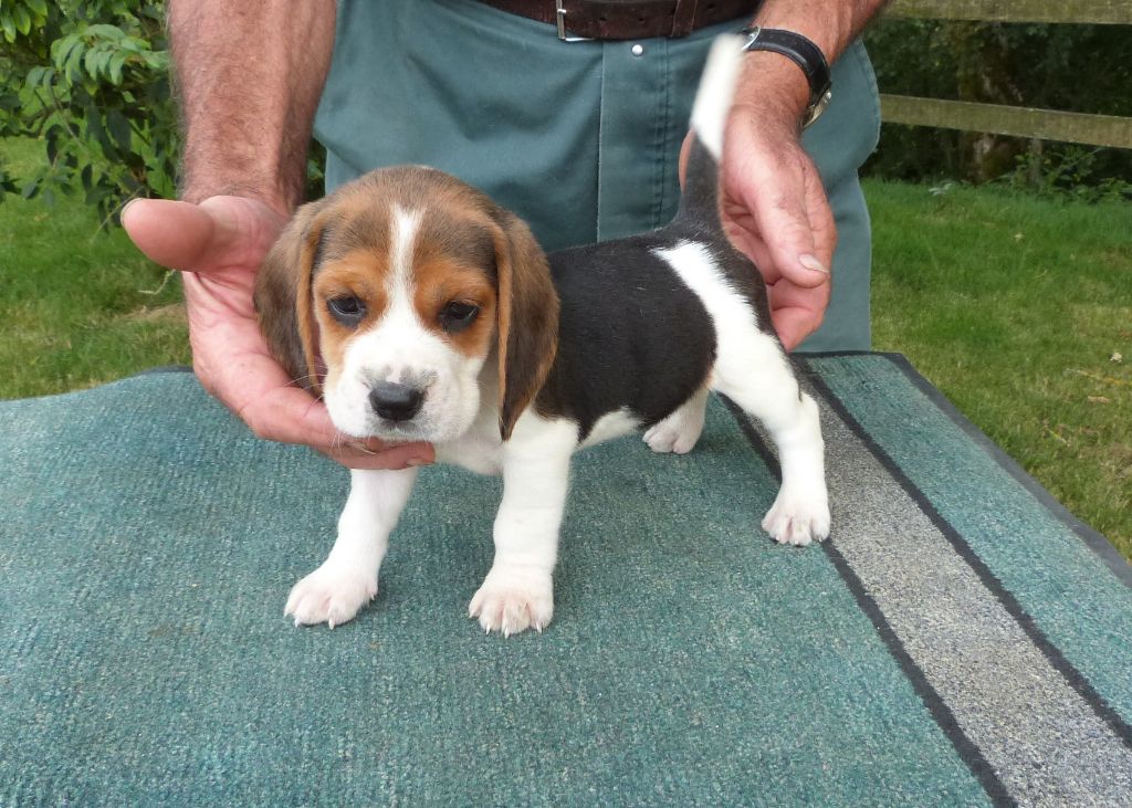 Actualite Elevage Du cep d'or éleveur de chiens Beaglechiots beagles