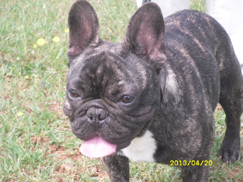 Publication : des cites phoceennes Auteur : HAREL C