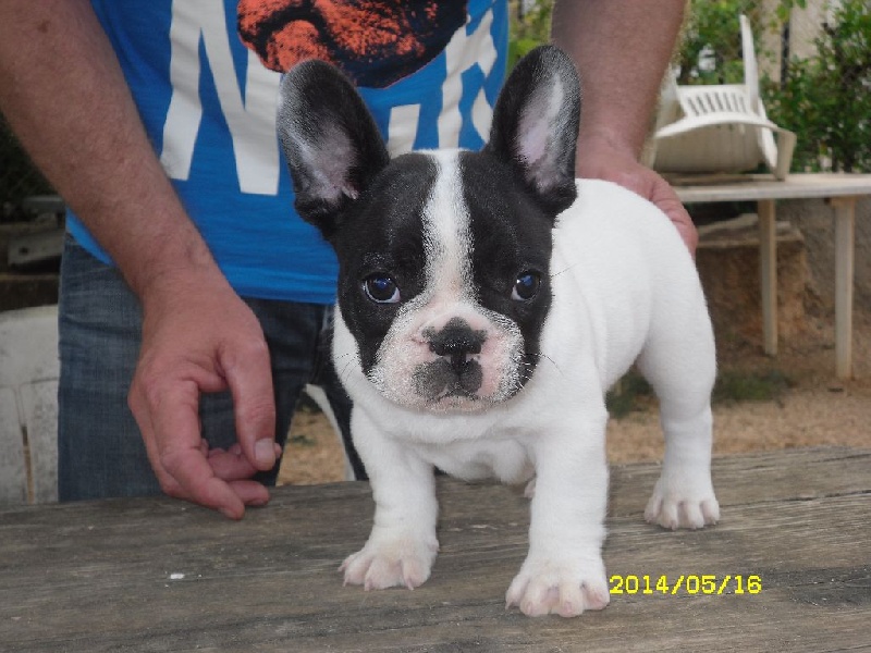 Publication : des cites phoceennes Auteur : Harel christian