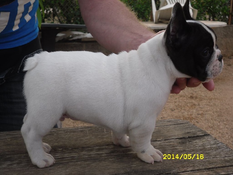 Publication : des cites phoceennes Auteur : Harel christian