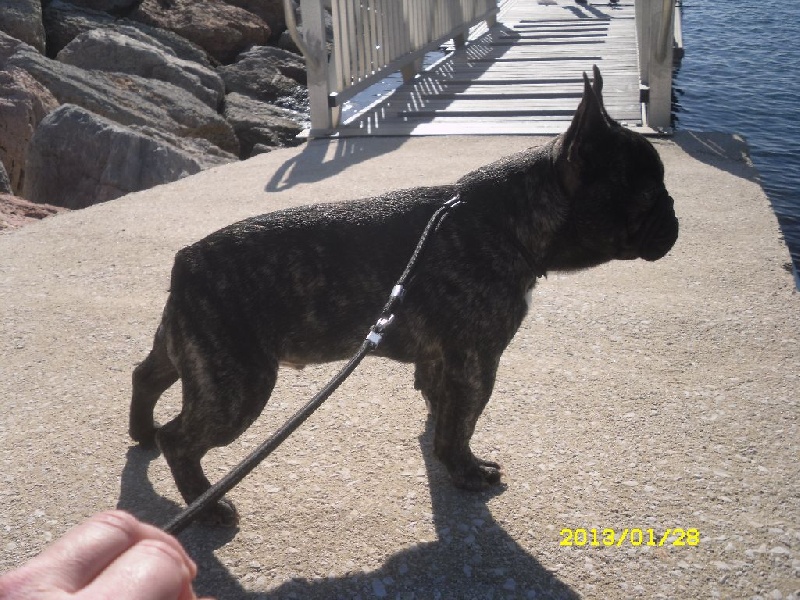 Harchy di san biagio della cima - 1er EXCELLENT CLASSE JEUNE