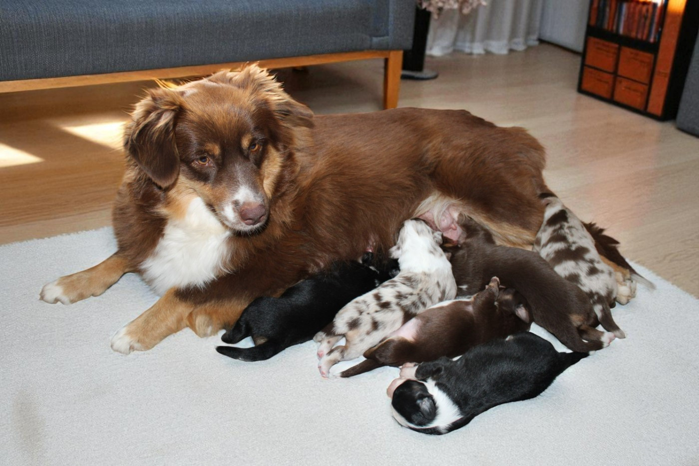 Berger Américain Miniature  - du mas du grand sauvage