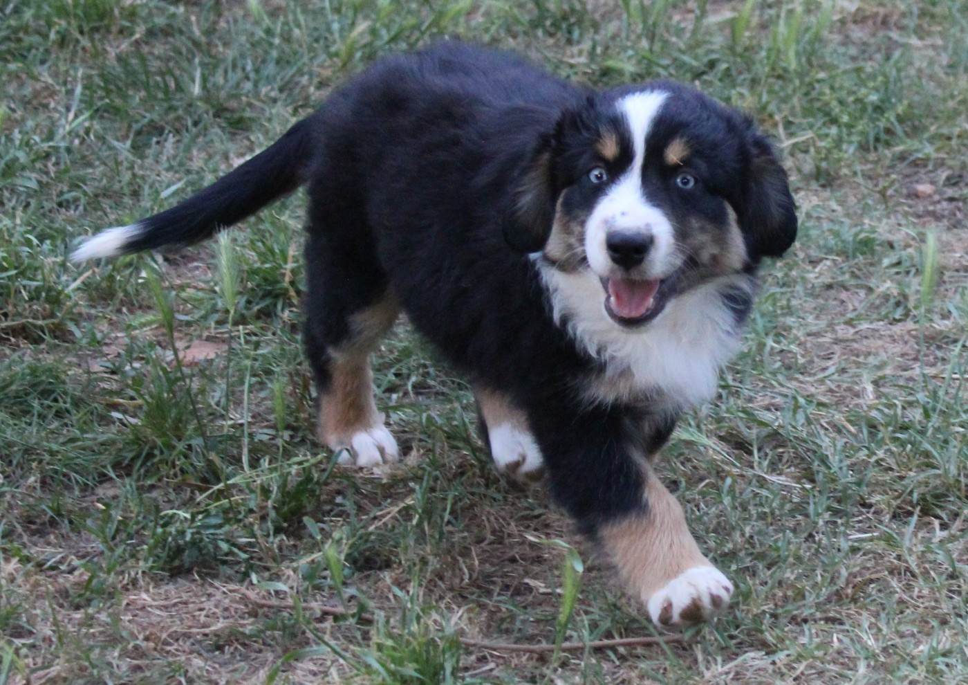 CHIOT 3