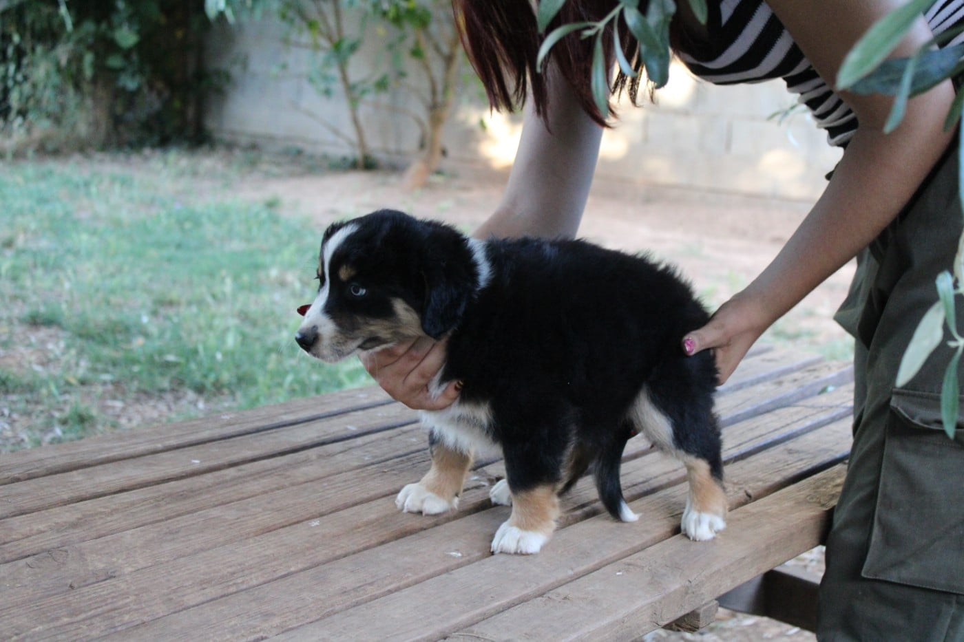 CHIOT 3