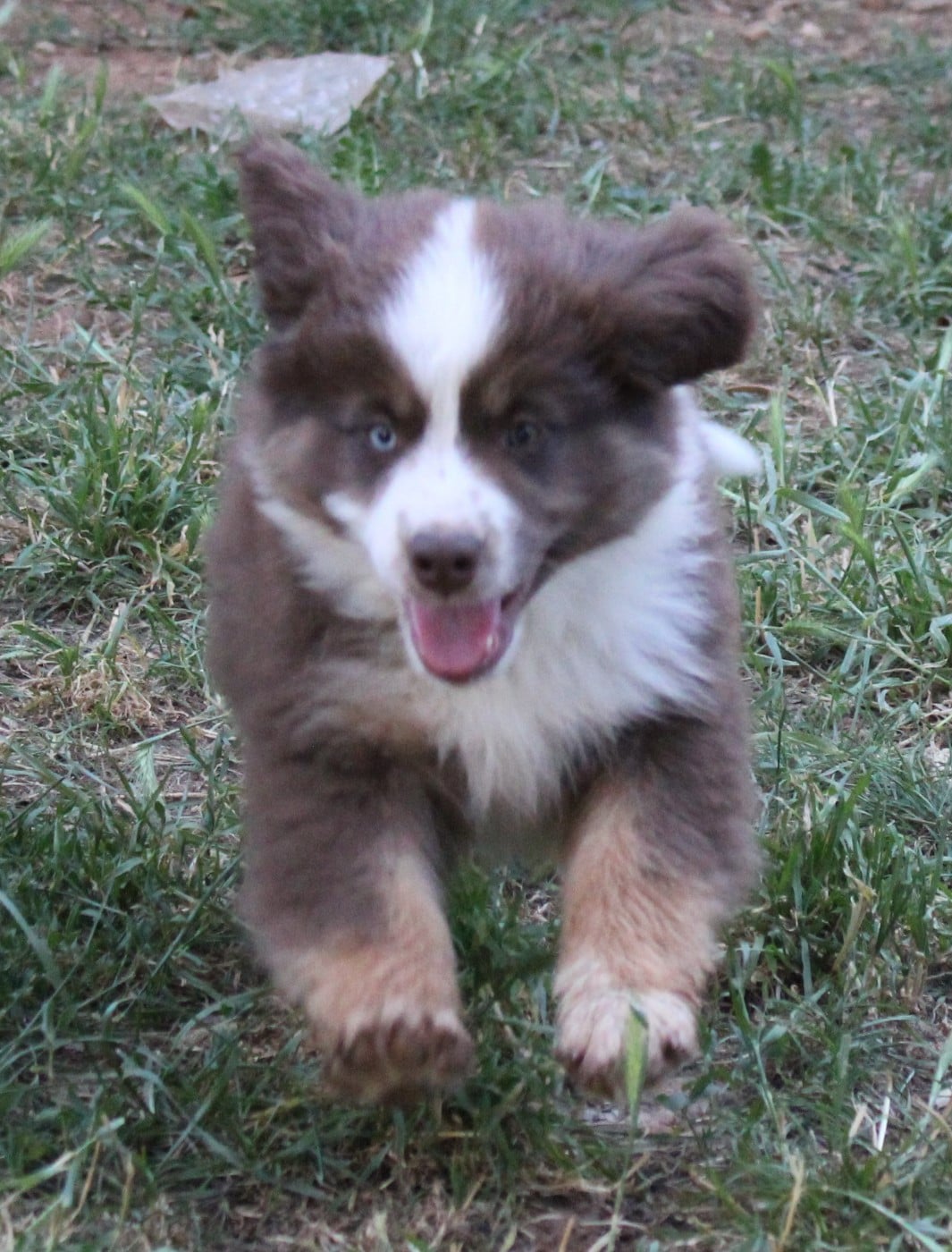 CHIOT 4