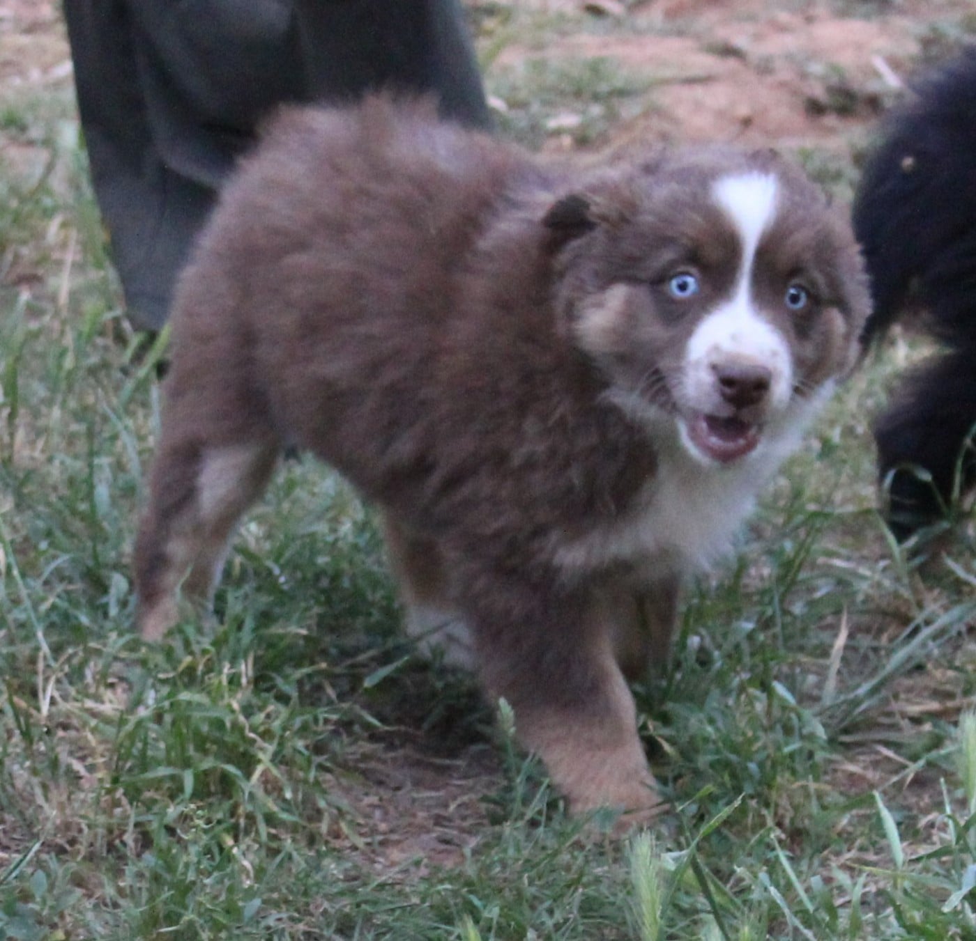 CHIOT 4