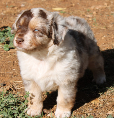 Les chiots de Berger Américain Miniature 