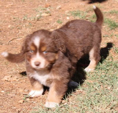 Les chiots de Berger Américain Miniature 