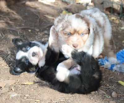 Les chiots de Berger Américain Miniature 