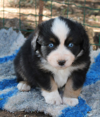 Les chiots de Berger Américain Miniature 