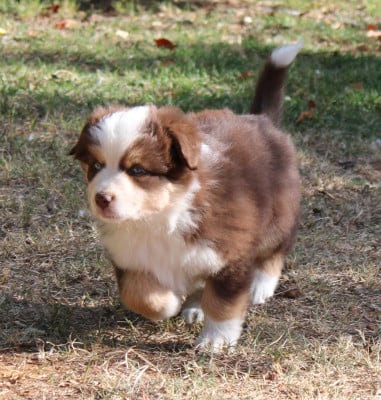 Les chiots de Berger Américain Miniature 