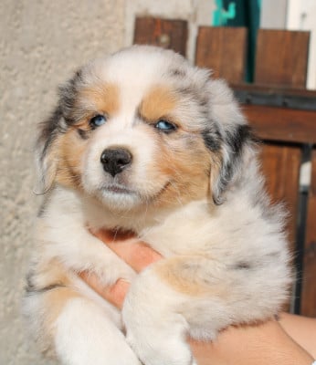 Les chiots de Berger Américain Miniature 
