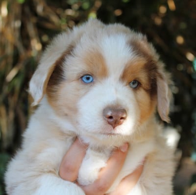 Les chiots de Berger Américain Miniature 
