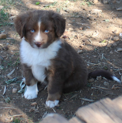Les chiots de Berger Américain Miniature 