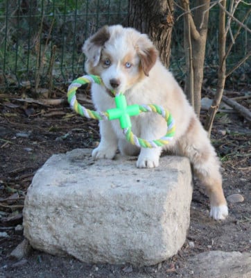 Les chiots de Berger Américain Miniature