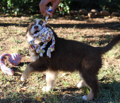 Les chiots de Berger Américain Miniature
