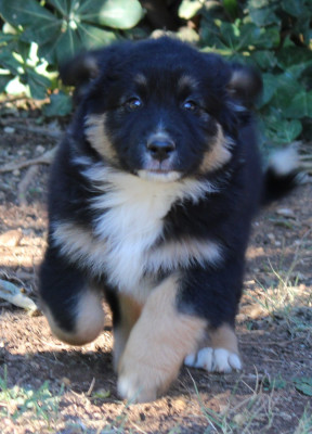 Les chiots de Berger Américain Miniature
