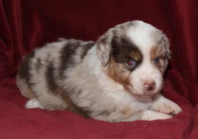 Les chiots de Berger Américain Miniature