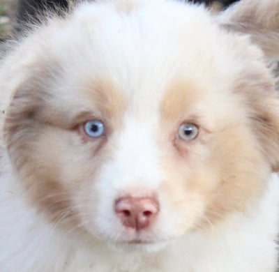 Les chiots de Berger Américain Miniature 