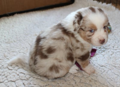 Les chiots de Berger Américain Miniature