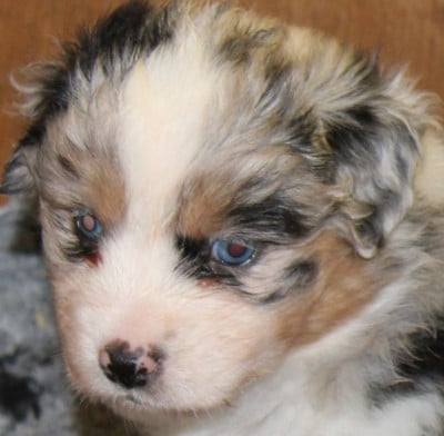 Les chiots de Berger Américain Miniature 