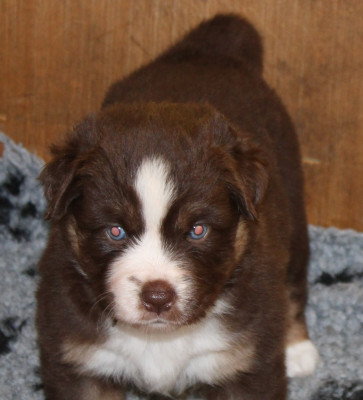 Les chiots de Berger Américain Miniature