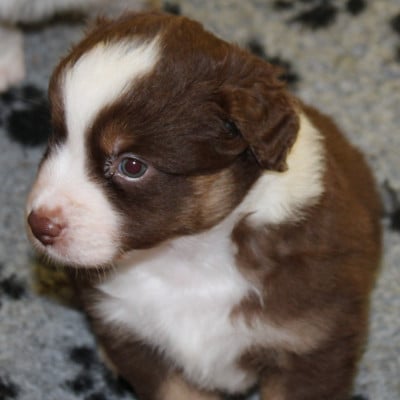 Les chiots de Berger Américain Miniature 