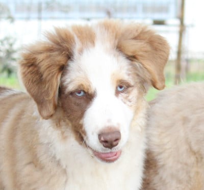 Les chiots de Berger Américain Miniature 