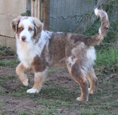 Les chiots de Berger Américain Miniature 