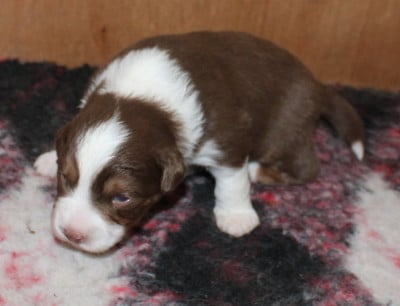 Les chiots de Berger Américain Miniature 