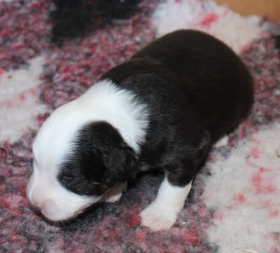Les chiots de Berger Américain Miniature 
