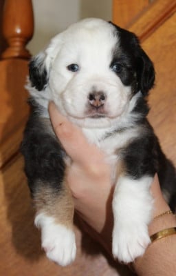 Les chiots de Berger Américain Miniature 