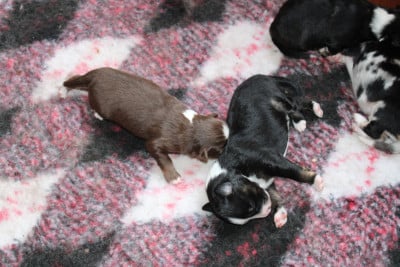 Les chiots de Berger Américain Miniature 