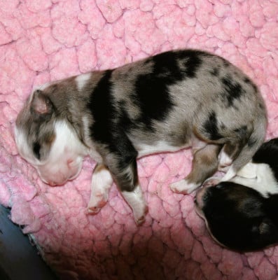 CHIOT 4 - Berger Américain Miniature 