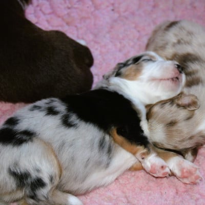 Chiot N°3 - Berger Américain Miniature 