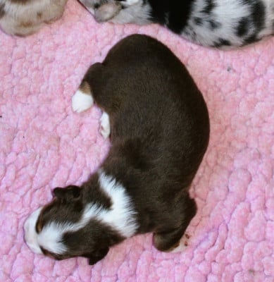 Chiot N°4 - Berger Américain Miniature 
