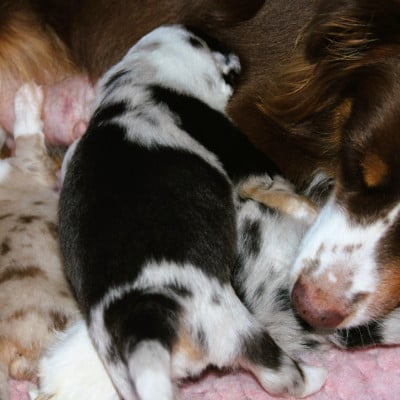 Chiot N°5 - Berger Américain Miniature 