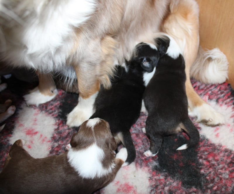 Berger Américain Miniature  - du mas du grand sauvage