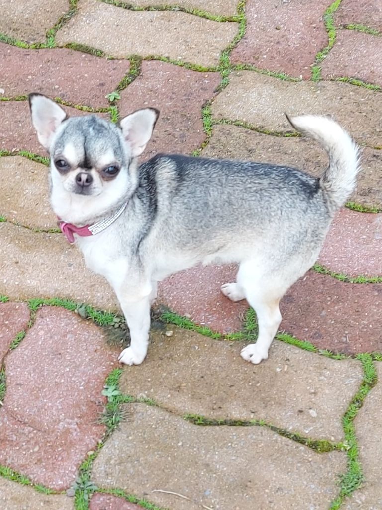 Providence Des Pattounes Douces