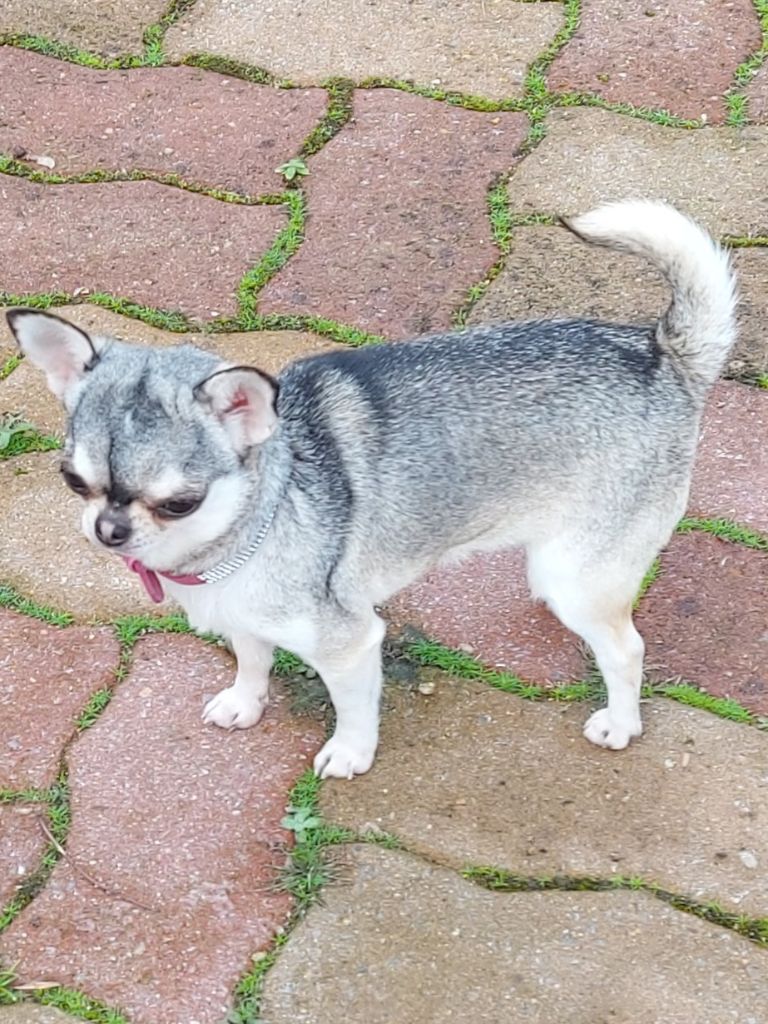 Providence Des Pattounes Douces