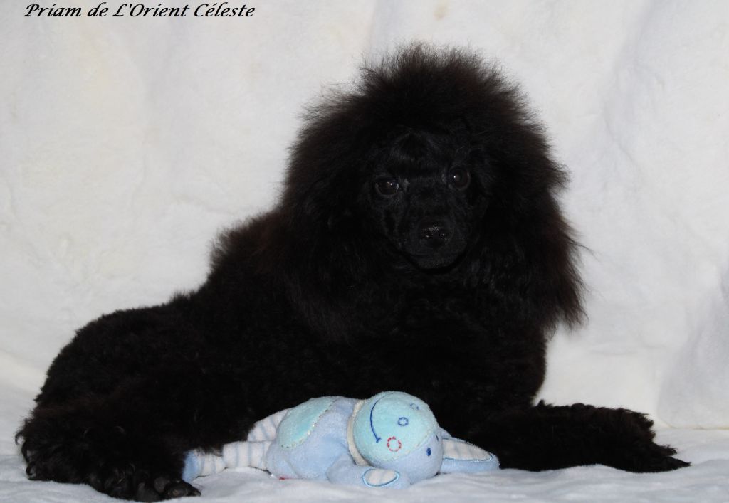 Angelo mister black des Nuits De Nacre