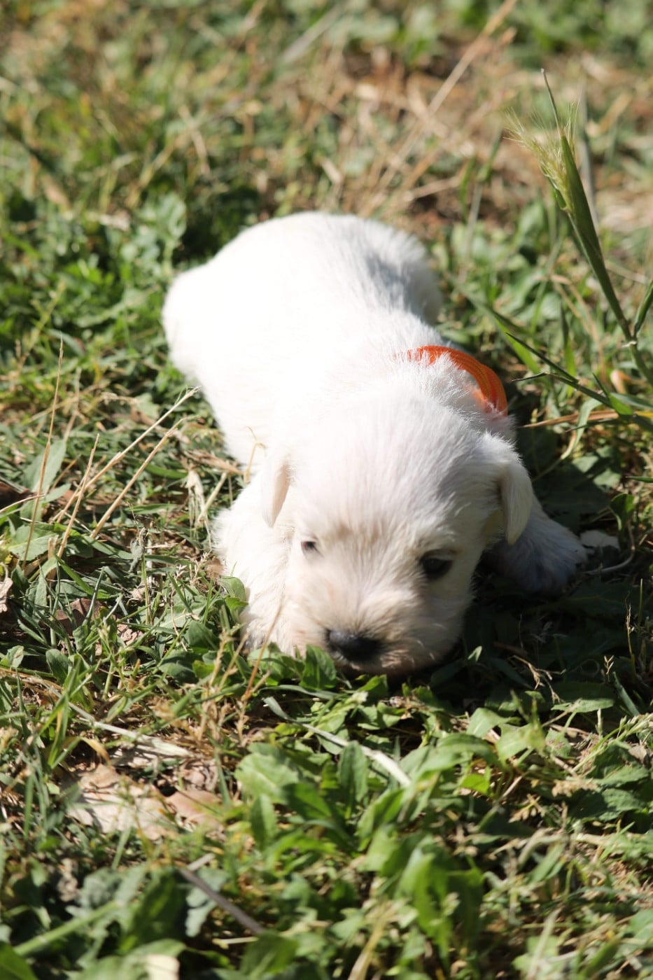 B'orange - Schnauzer miniature