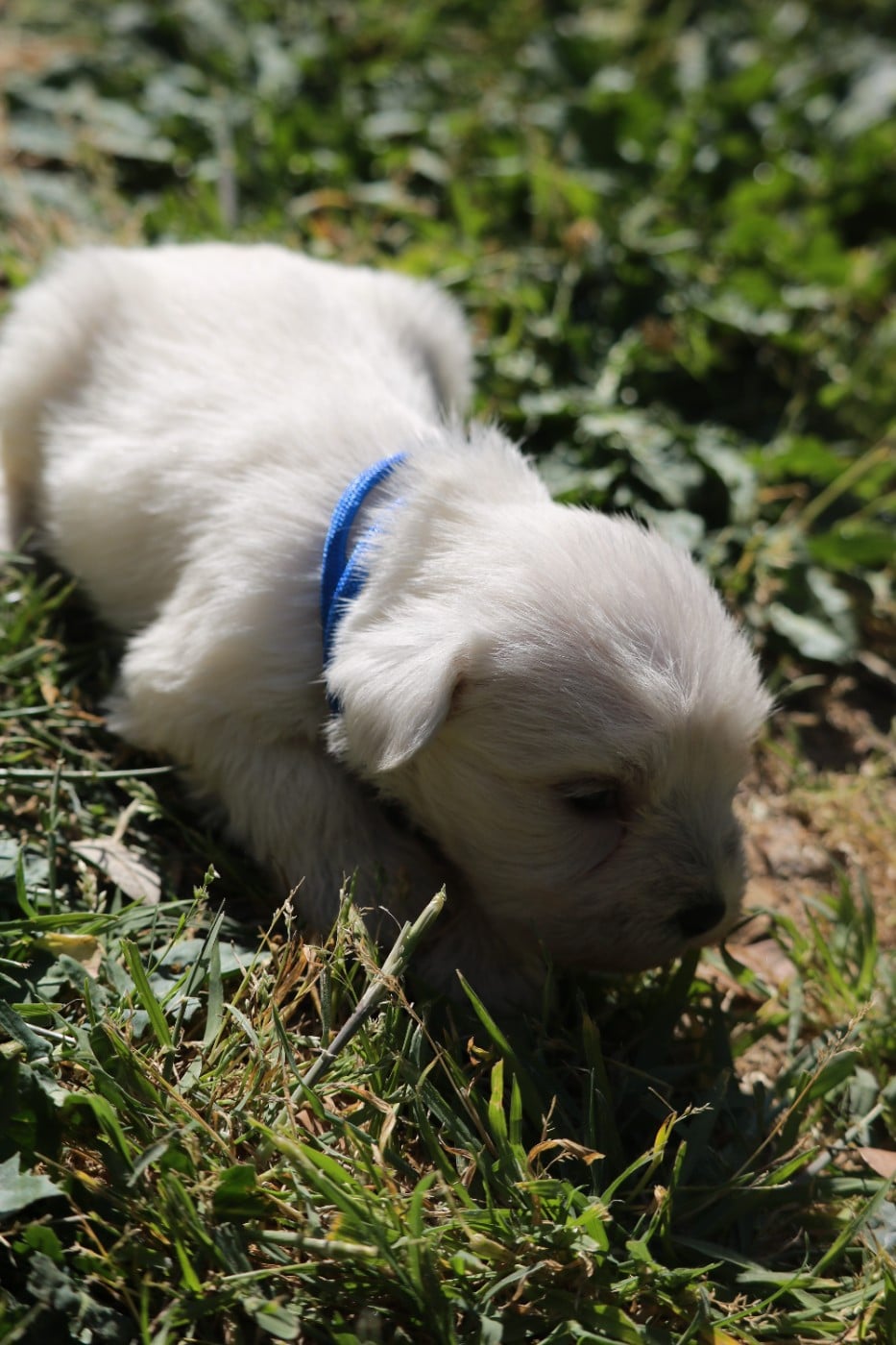 B' bleu foncé - Schnauzer miniature