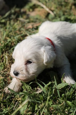 Les chiots de Schnauzer miniature