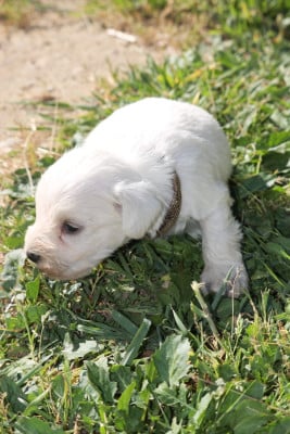 Les chiots de Schnauzer miniature