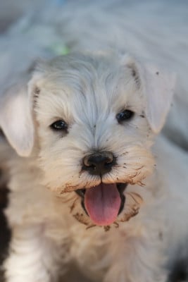 Les chiots de Schnauzer miniature